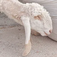 خودکار ب ر ه