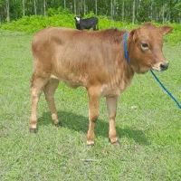 دو راس گوساله ماده چالوسی نافدار لیشه گاو