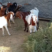 11نر بزغاله پاکستانی بزرگ نژاد شیرا دوقلو زا|حیوانات مزرعه|مشهد, هفده شهریور|دیوار