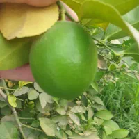 علف زنی بادستگا