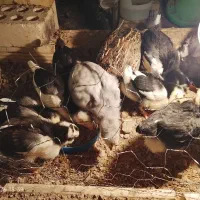 جوجه چهلتاج گلین لری