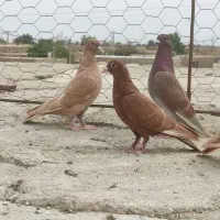 کفترزرد سرخ