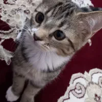 گربه|گربه|زنجان, |دیوار