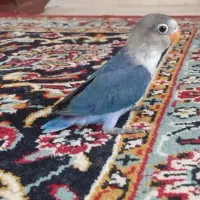 طوطی کوتوله سرلاکی