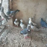 کفتربزک پرشی ۸تا