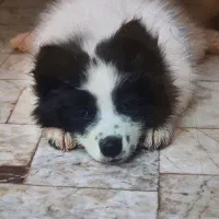 سااموید دورنگ سیاه و سفید|سگ|نجفآباد, رحمت آباد|دیوار