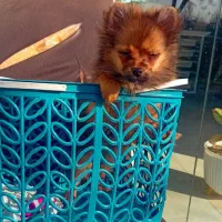 سگ پامر|سگ|فرح آباد, |دیوار