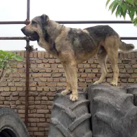 واگذاری سگ پژدر نر|سگ|محمدیه-قزوین, |دیوار