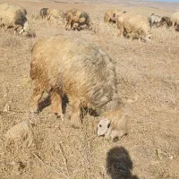 دو رتس شیشک ترکی|حیوانات مزرعه|الیگودرز, |دیوار