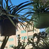 گل و گلدان|گل و گیاه طبیعی|صدرا-فارس, فاز ۱|دیوار