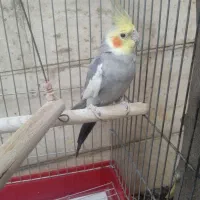 عروس هلندی سینامون
