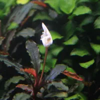 بوسیف وآنوبیاس