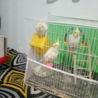 سه عدد عروس هلندی