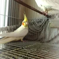 جوجه عروس - جفتی - دستی|پرنده|مشهد, ایثار|دیوار