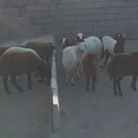 بره|حیوانات مزرعه|مه ولات, |دیوار