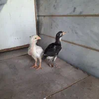 جوجه لاری