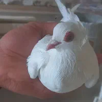 یک عدد کاکلی ارکح اوچان سالم