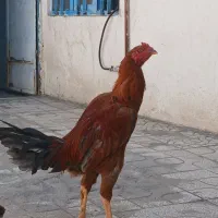 مرغ خروس لاری فقط معاوضه انگشتر.بادی
