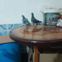 کبوتر رنگی ریش و مسافتی اهوازی چاپی وانروی اردن|پرنده|گرگان, |دیوار