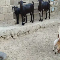 کهره اوس یک ماه تخمه جمولی