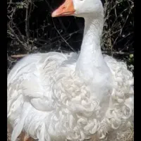 فر فری  زیبا کمیاب