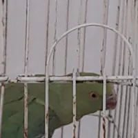طوطی|پرنده|تهران, بیسیم|دیوار