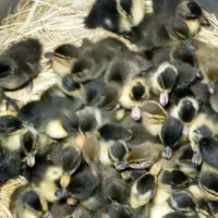 جوجه اردک محلی حدود ۱۰روزه