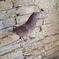 کبوتر تهرانی|پرنده|کرج, فاز ۱ مهرشهر|دیوار
