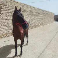 اسب|اسب و تجهیزات اسب‌سواری|کبودرآهنگ, |دیوار