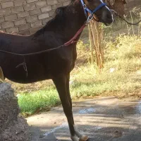 کره مادیان