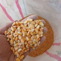 دانه روغنی با سویا وذرت