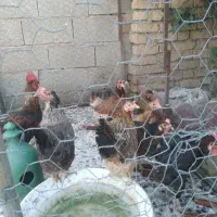 مرغ جوانان محلی تخم گذار