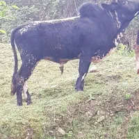 گاو نر محلی (ورزا)