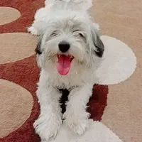 سگ شیتزو|سگ|شهرکرد, |دیوار