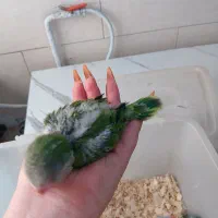 جوجه راهب