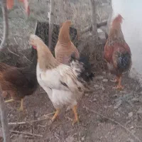 مرغ وخروس واردک|حیوانات مزرعه|نیر (اردبیل), |دیوار