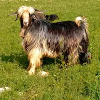 دبر|حیوانات مزرعه|بابا حیدر, |دیوار