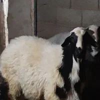 باسلام بره نرخوب وکم دنبه فروشی