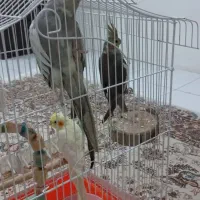 عروس هلندی|پرنده|تهران, والفجر (افسریه)|دیوار