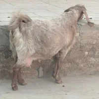 بزپاکستانی3و4قلوزا|حیوانات مزرعه|برخوار, |دیوار