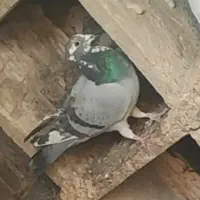 کفتر یا کبوتر گمشده|حیوانات|قوچان, |دیوار