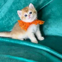 بچه گربه بریتیش و اسکاتیش