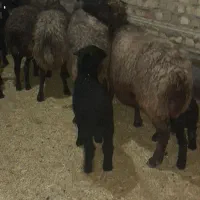 میش بردار بز گوسفند قوچ|حیوانات مزرعه|جوادآباد, |دیوار