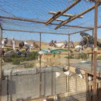 کبوتر فروشی