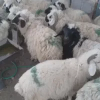 بره نر و ماده|حیوانات مزرعه|بافت, |دیوار