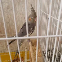 عروس هلندی کاملا سالم