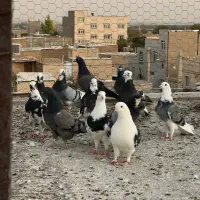 کبوتر یا کفتر|پرنده|ری, عباس‌آباد|دیوار
