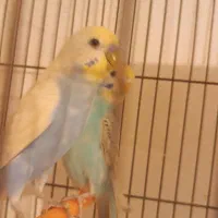 مرغ عشق پروانه ای رینبو اسپانگل|پرنده|مشهد, کوی المهدی|دیوار