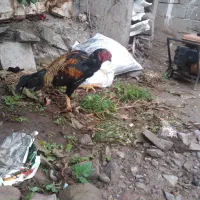 محمدرضا