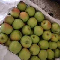 سیب|خوردنی و آشامیدنی|میاندوآب, |دیوار
